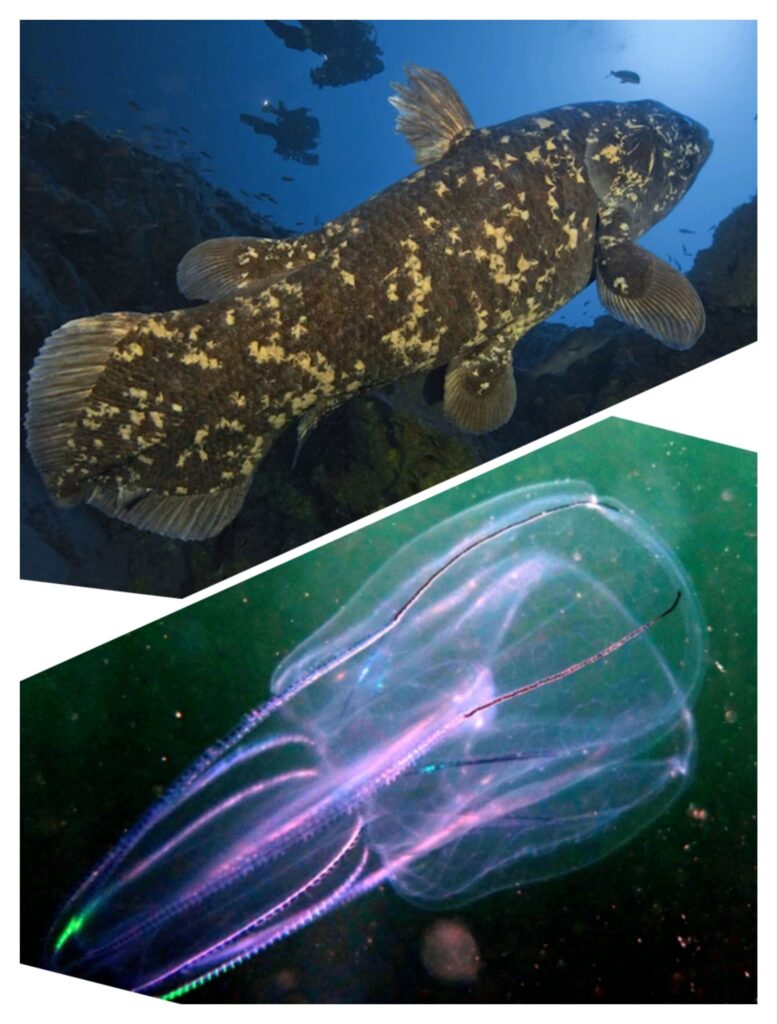 কোয়েলাক্যান্থ ও comb jelly fish উভয় বেঁচে আছে পৃথিবীতে প্রায় মিলিয়ন বছর ধরে 

