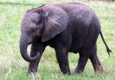 Elephants are animals that can masturbate like humans