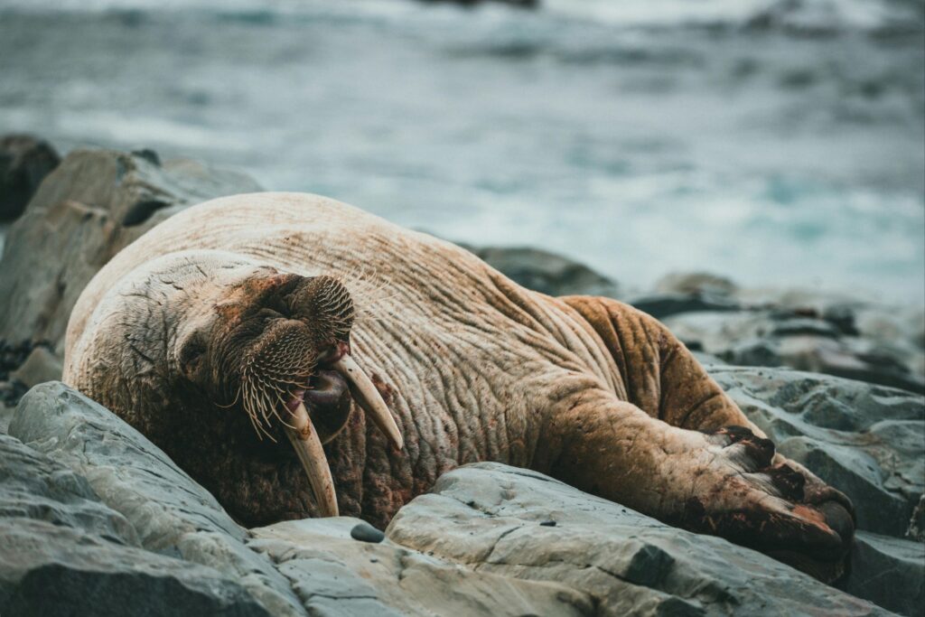 Walrus are animals that can masturbate like humans