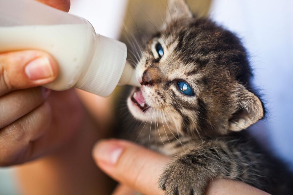 A man is feeding a kitten 